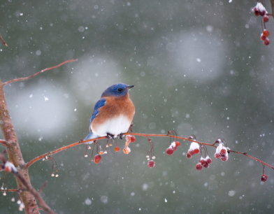 Bluebird in snowstorm