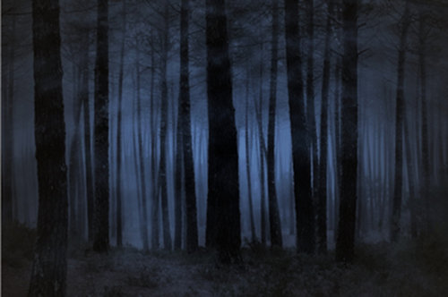 Dark forest